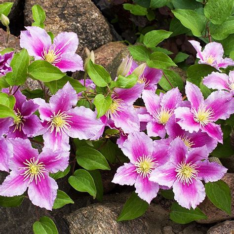 piillu|Piilu Clematis Vine